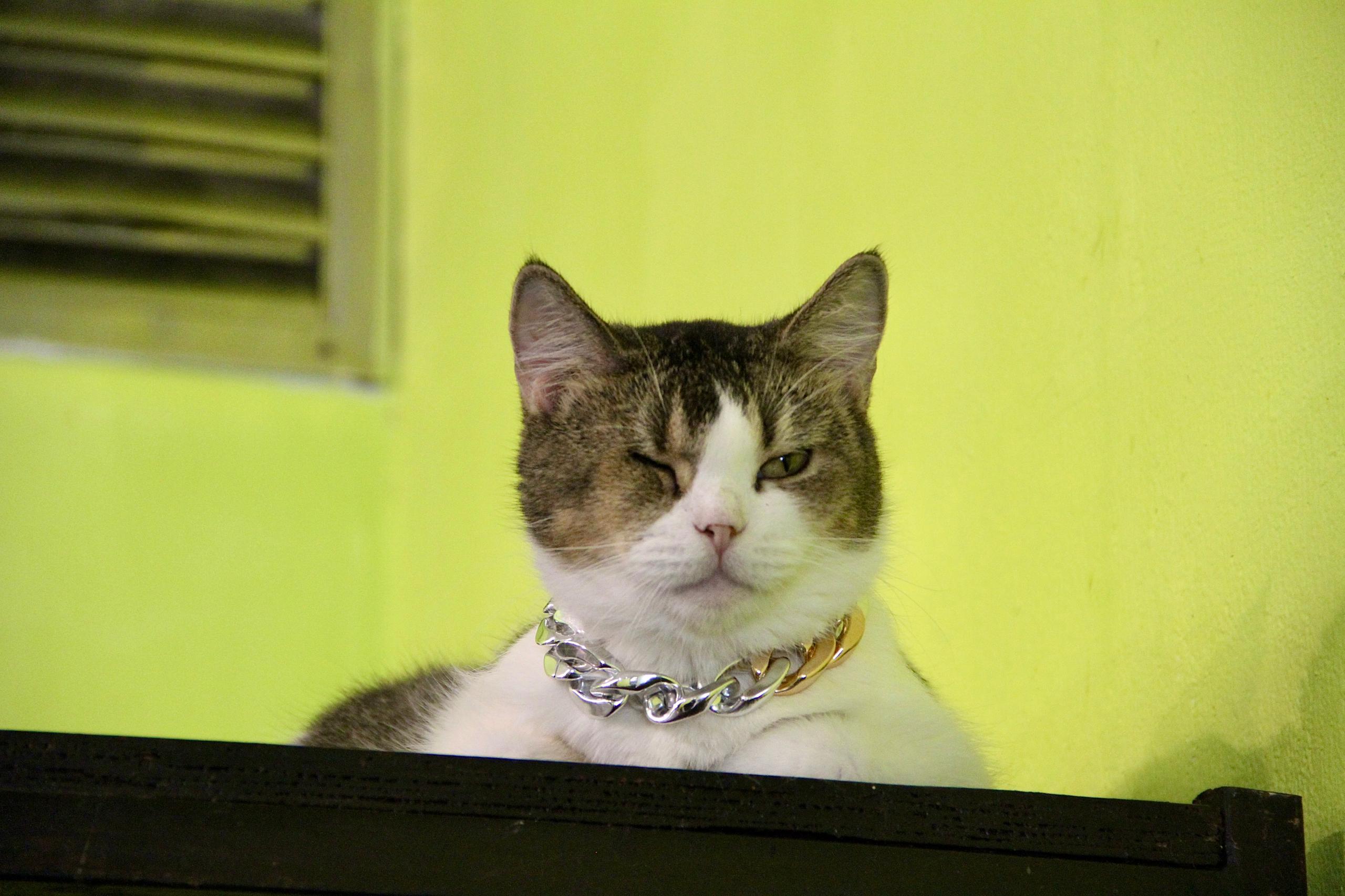 Cat 2