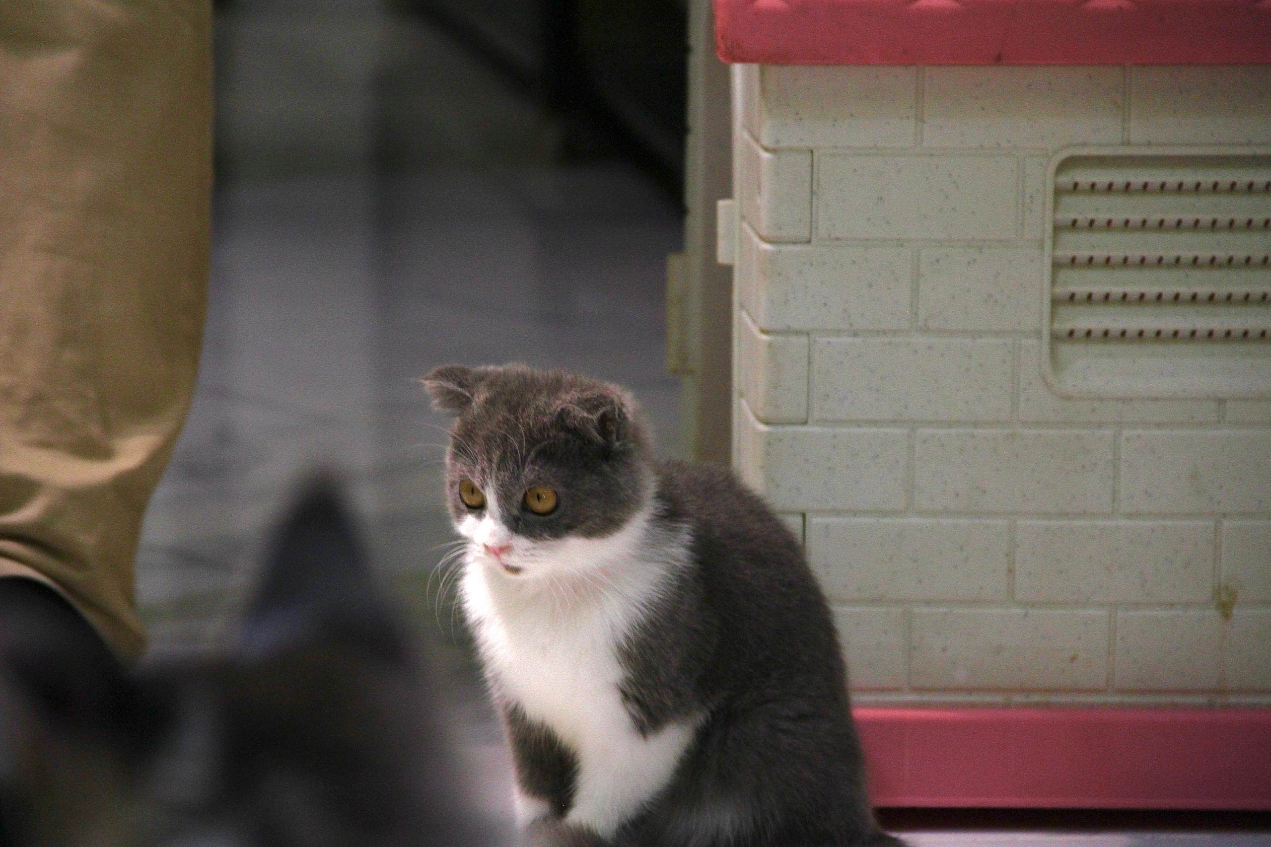 Cat 1